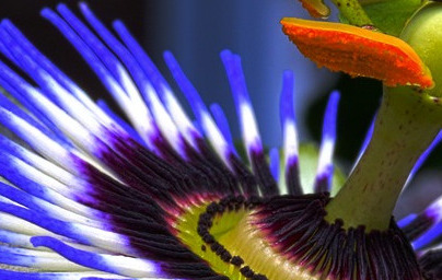 Масло от страстоцвет (Passiflora incarnata) Масло от страстоцвет (Passiflora incarnata)